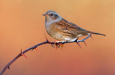 BUITEN BEELD Foto: 348644