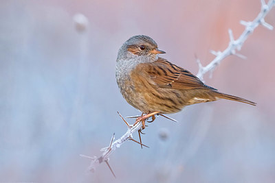 BUITEN BEELD Foto: 348645