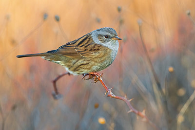 BUITEN BEELD Foto: 348646