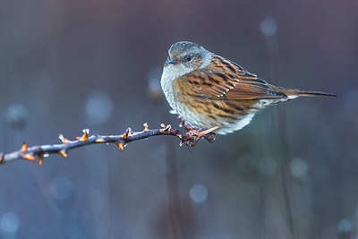 BUITEN BEELD Foto: 348648