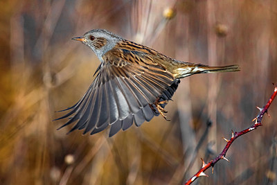 BUITEN BEELD Foto: 348653