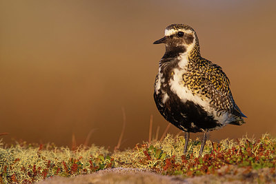 BUITEN BEELD Foto: 348688