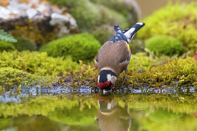 BUITEN BEELD Foto: 348690