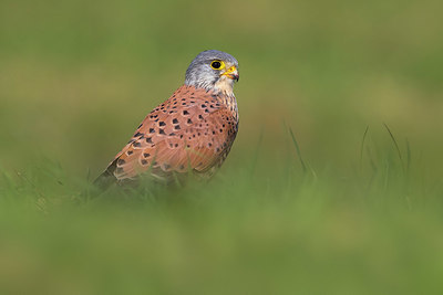 BUITEN BEELD Foto: 348698