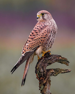 BUITEN BEELD Foto: 348700