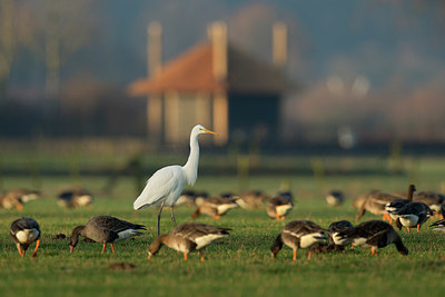 BUITEN BEELD Foto: 348708