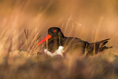 BUITEN BEELD Foto: 348718