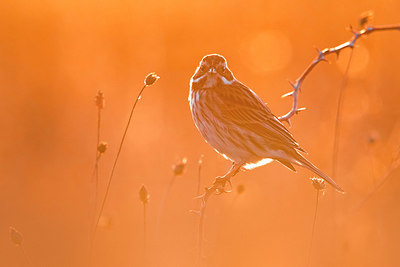 BUITEN BEELD Foto: 348734