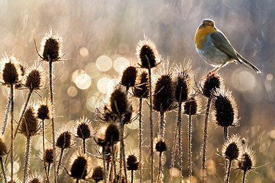 BUITEN BEELD Foto: 348758