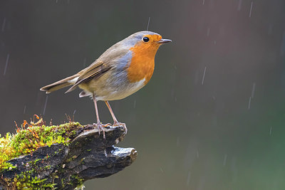 BUITEN BEELD Foto: 348763