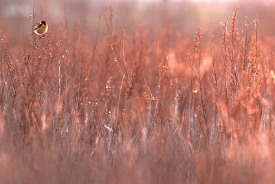 BUITEN BEELD Foto: 348787