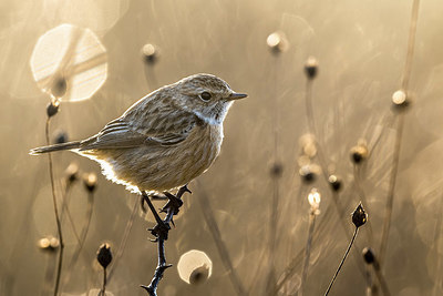 BUITEN BEELD Foto: 348795