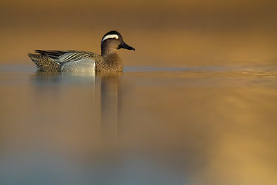 BUITEN BEELD Foto: 348819