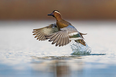 BUITEN BEELD Foto: 348826
