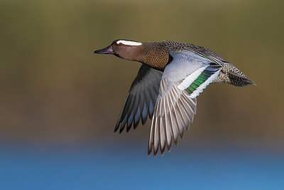 BUITEN BEELD Foto: 348829