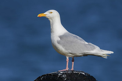 BUITEN BEELD Foto: 348844