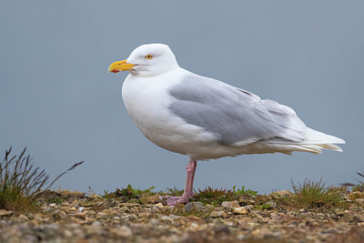 BUITEN BEELD Foto: 348845