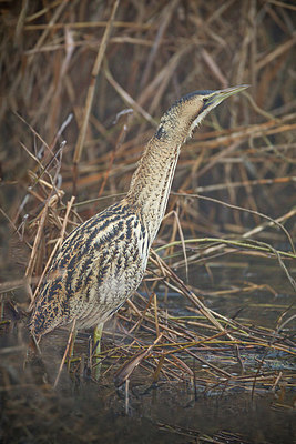 BUITEN BEELD Foto: 348881