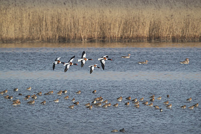 BUITEN BEELD Foto: 348889
