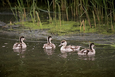 BUITEN BEELD Foto: 348891