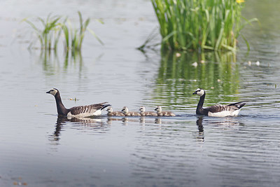 BUITEN BEELD Foto: 348893