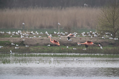 BUITEN BEELD Foto: 348897