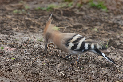 BUITEN BEELD Foto: 348916