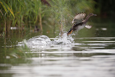 BUITEN BEELD Foto: 348933