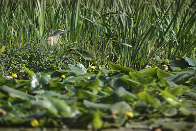BUITEN BEELD Foto: 348965