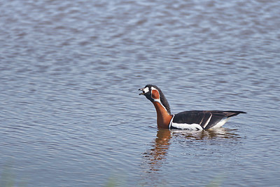 BUITEN BEELD Foto: 348973