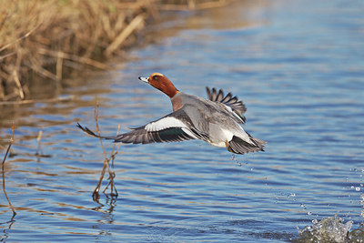 BUITEN BEELD Foto: 348977