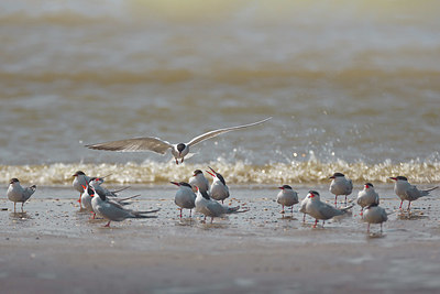 BUITEN BEELD Foto: 348986