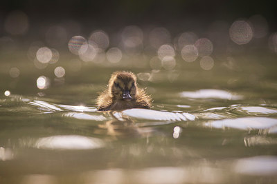BUITEN BEELD Foto: 348990