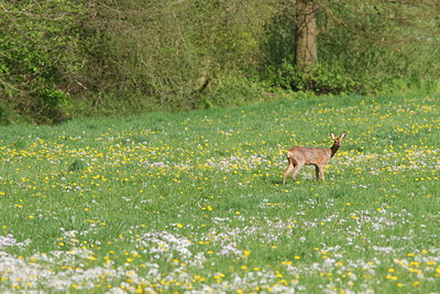 BUITEN BEELD Foto: 34055