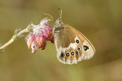 BUITEN BEELD Foto: 34056