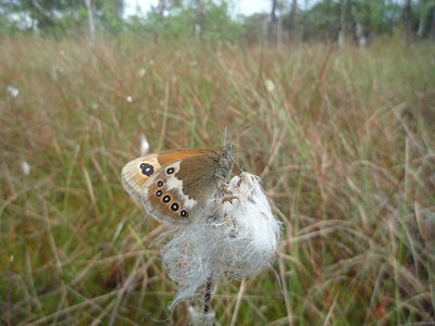 BUITEN BEELD Foto: 34057