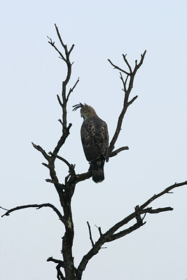 BUITEN BEELD Foto: 34077