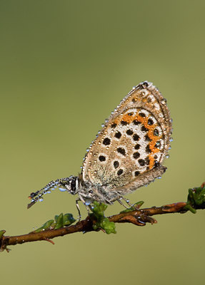 BUITEN BEELD Foto: 34100