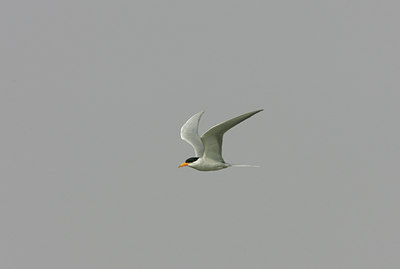 BUITEN BEELD Foto: 34129