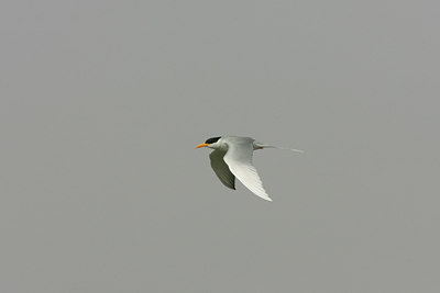 BUITEN BEELD Foto: 34132