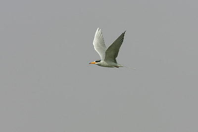 BUITEN BEELD Foto: 34133