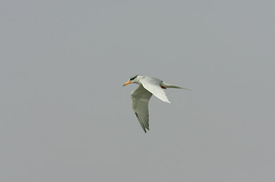 BUITEN BEELD Foto: 34134