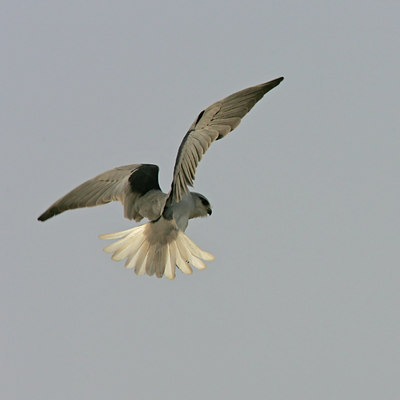 BUITEN BEELD Foto: 34176