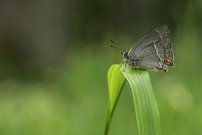 BUITEN BEELD Foto: 34188