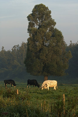 BUITEN BEELD Foto: 34349