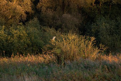 BUITEN BEELD Foto: 34373