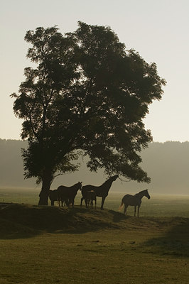 BUITEN BEELD Foto: 34388