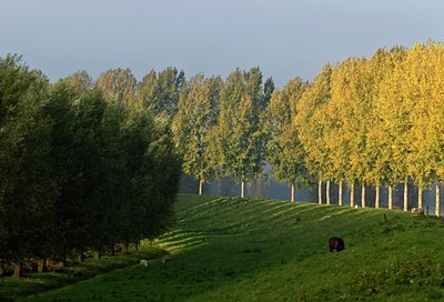 BUITEN BEELD Foto: 34411
