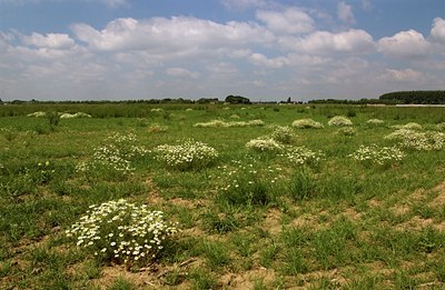 BUITEN BEELD Foto: 34413