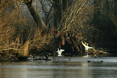 BUITEN BEELD Foto: 34434
